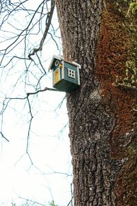 Low angle view of tree trunk