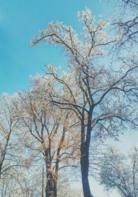 Low angle view of trees against clear blue sky