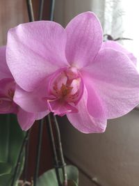 Close-up of pink orchid