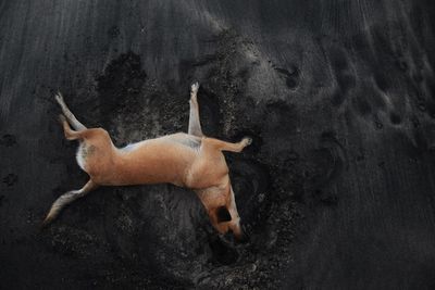 Directly above shot of dog lying at beach