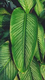 Full frame shot of palm leaves
