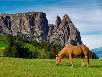 View of a horse on field