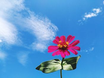 Close-up of pink flower against blue sky