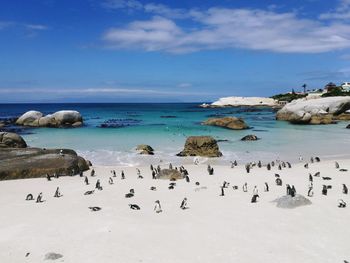 High angle view of penguin at beach against sky