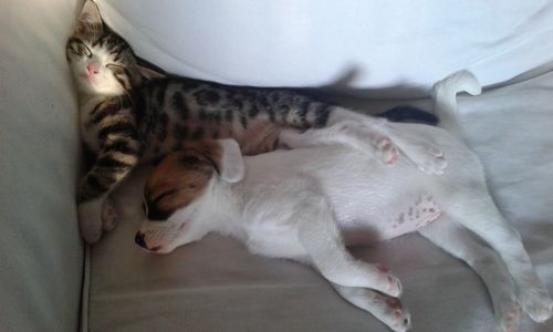 High angle view of cat relaxing on bed