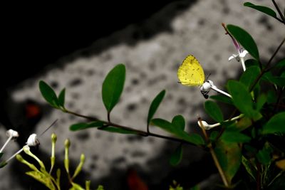 Close-up of insect on yellow flower