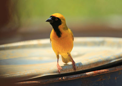 Close-up of weaver bird perching on yellow