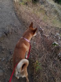 Dog sticking out tongue