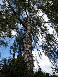 Low angle view of trees in forest against sky