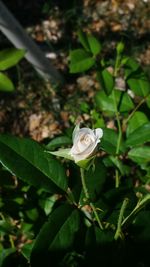 Close-up of rose plant