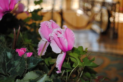 Close-up of pink flowering plant