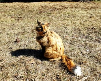 High angle view of cat sitting on field