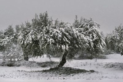 Trees on snow covered field against sky