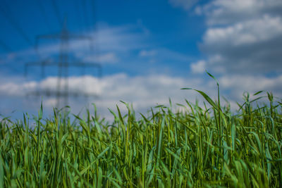 Close-up of grass on field against sky