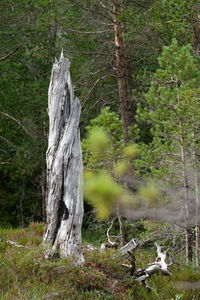 Dead tree on field in forest