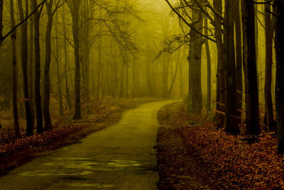 Road amidst trees in forest during autumn