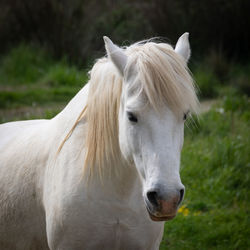 Close-up of white horse in ranch