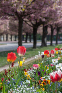 Close-up of red tulips blooming against trees