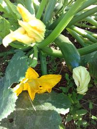 High angle view of yellow flowering plant