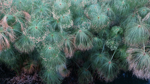 High angle view of succulent plant on field