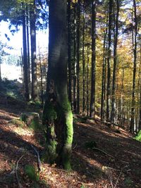 Trees in forest