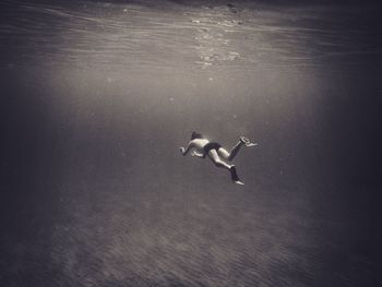 High angle view of birds swimming in sea