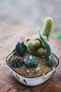 High angle view of succulent plant on table