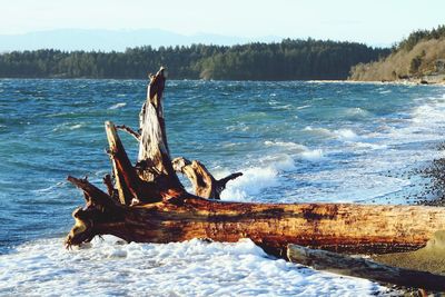 Fallen tree in sea against sky