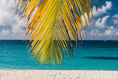 Close-up of palm tree on beach