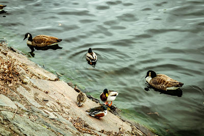 High angle view of ducks swimming in lake