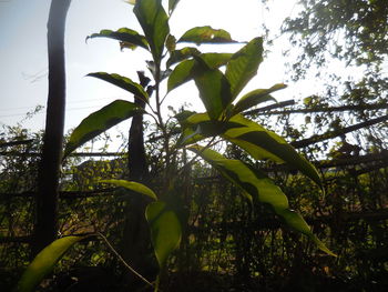 Low angle view of trees against the sky