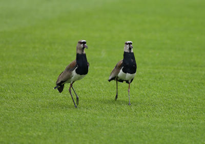 Two birds on a field