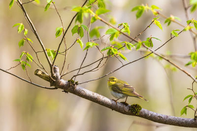 Close-up of bird perching on branch