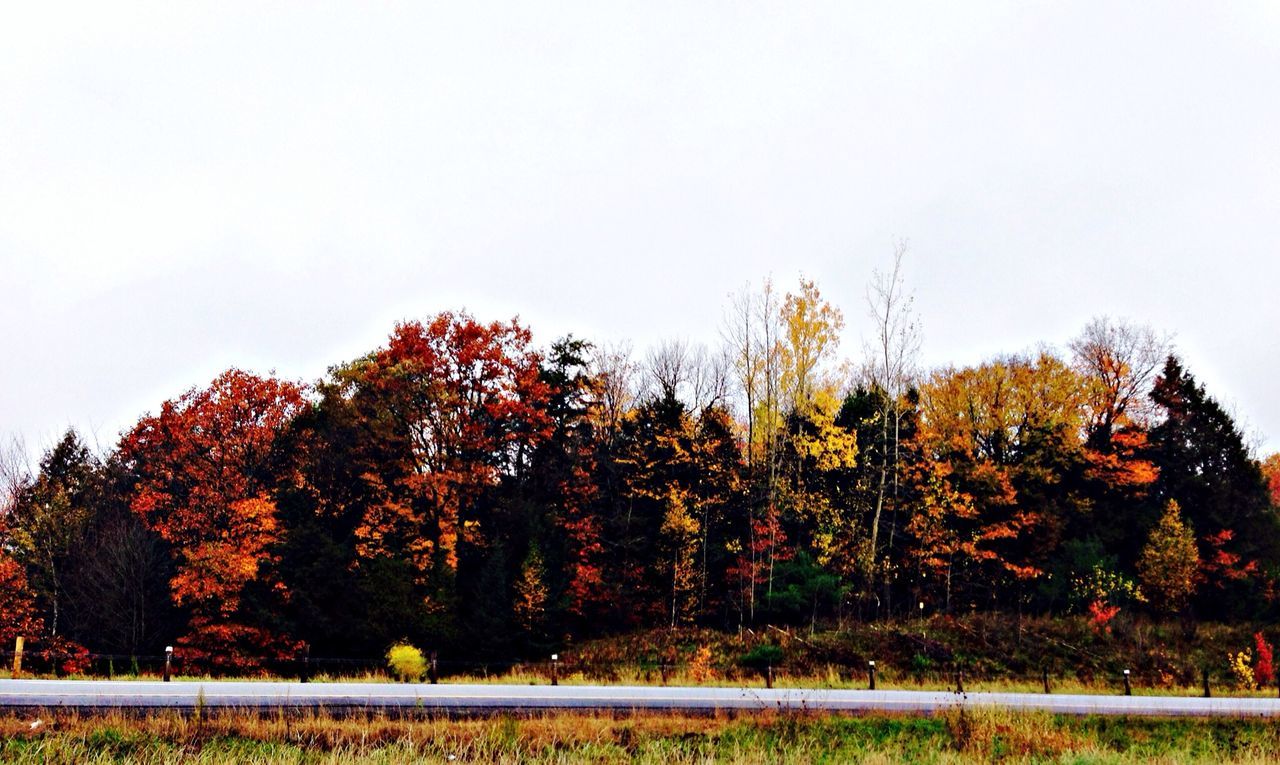 tree, autumn, clear sky, change, season, tranquility, tranquil scene, beauty in nature, copy space, nature, growth, landscape, scenics, orange color, field, branch, non-urban scene, day, outdoors, no people