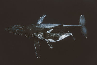 High angle view of whale over black background