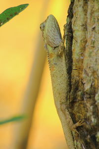 Close-up of lizard on tree trunk