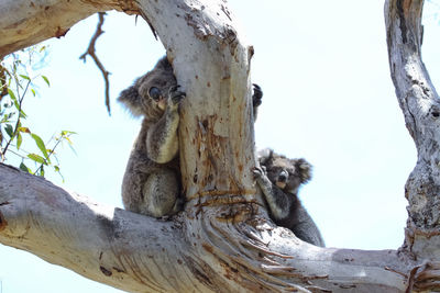 Elephant sitting on tree trunk