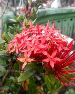 Close-up of red flowers blooming outdoors