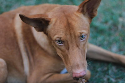 Close-up portrait of dog outdoors