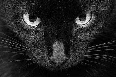 Close-up portrait of a cat