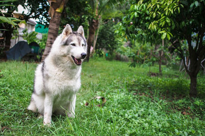 Dog on grass