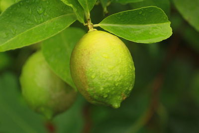 Close-up of fruits on tree