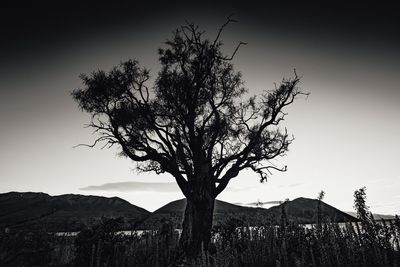 Bare tree on mountain against sky