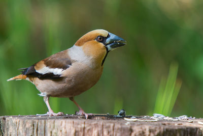 Hawfinch during winter feeding with sunflower seeds