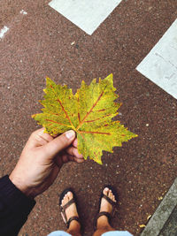 leaf
