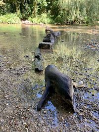 View of turtle in the forest