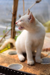 Close-up of a cat looking away