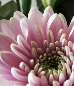 Close-up of pink flowers