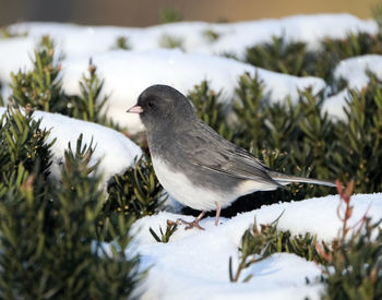 Junco in the snow