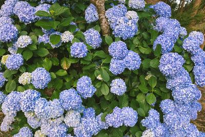 Purple flowers blooming outdoors